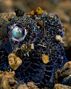 "Bobtail Squid"
 
Covered with sand to hide. by Henry Jager 